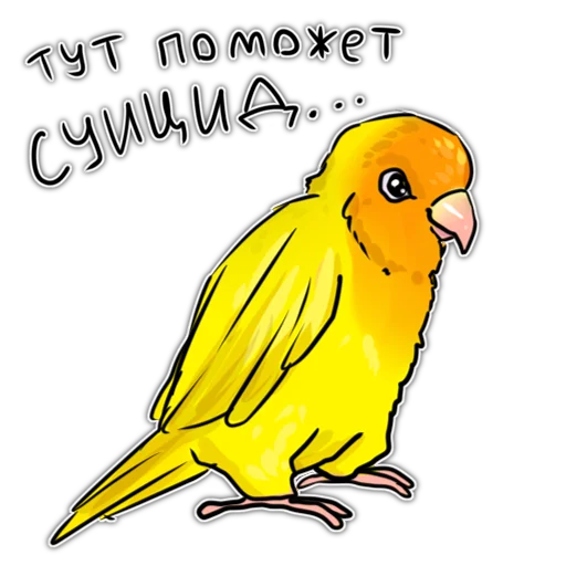 животное птица попугай