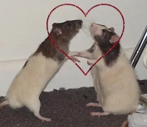 млекопитающее животное мышь