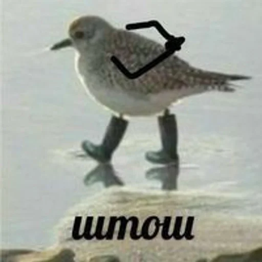 bird aquatic bird animal