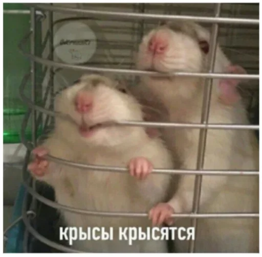 животное млекопитающее хомяк