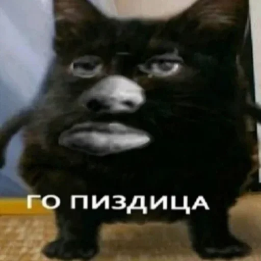 млекопитающее животное кошка