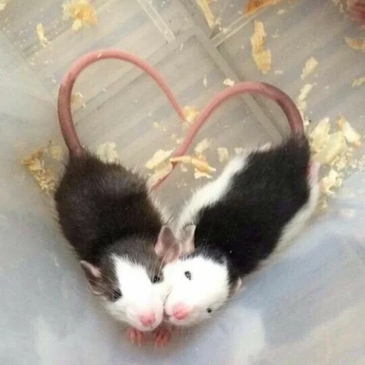 млекопитающее животное комнатный