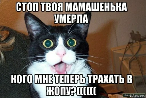 животное млекопитающее кошка