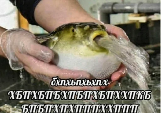 СМС животное птица