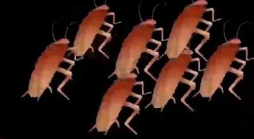 animal insect organism