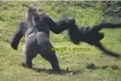 животное млекопитающее примат