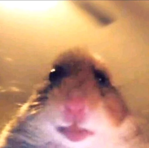 животное хомяк млекопитающее