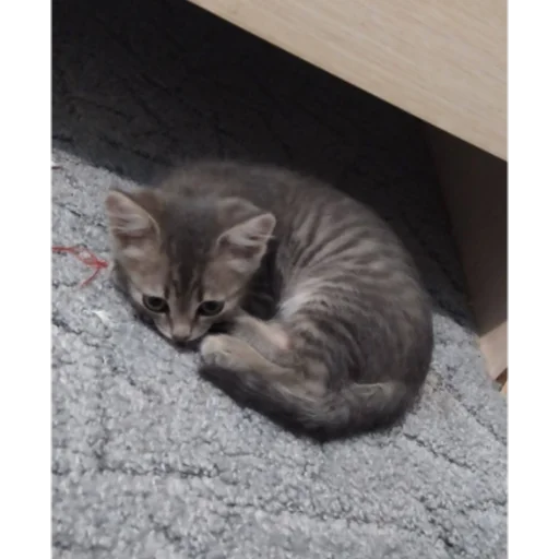 Sticker тамара этинзон - 1