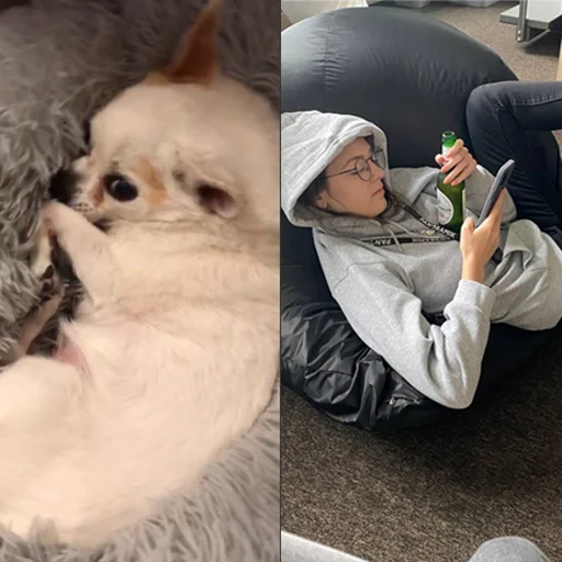 Sticker aho_krysky - 1