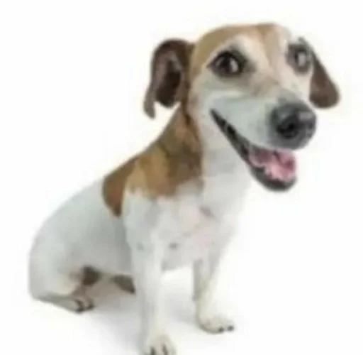 mammal dog breed dog