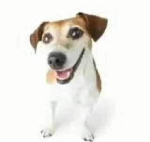 mammal dog breed animal