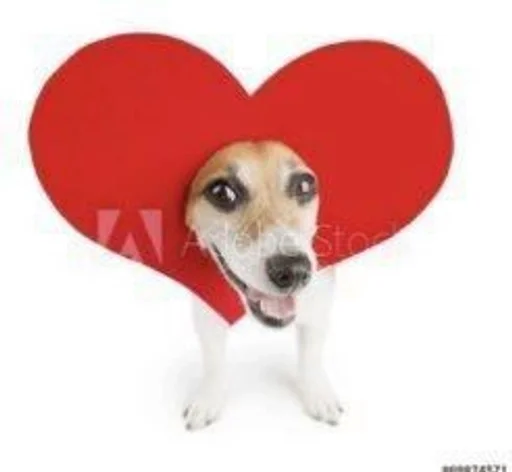 animal dog breed pet