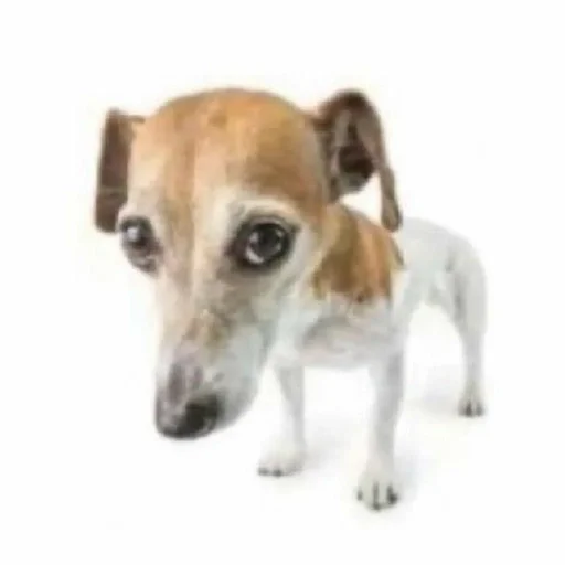 mammal dog breed animal