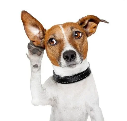 dog breed mammal dog