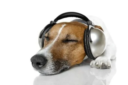 animal headphones dog breed