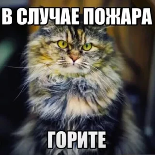 Стикер Ciganshina - 3