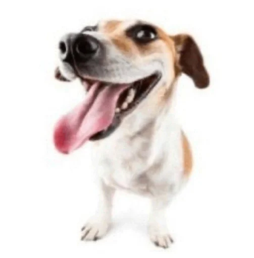 mammal dog breed pet