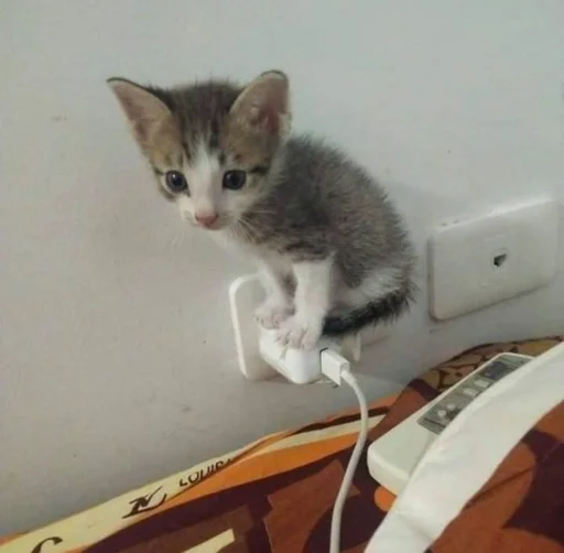 small to medium-sized cats indoor felidae