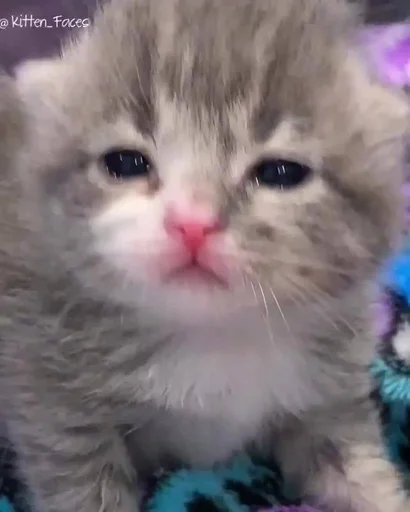 млекопитающее животное кошка