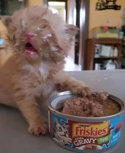 комнатный кошка домашнее животное