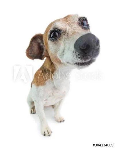 порода собак млекопитающее домашнее животное