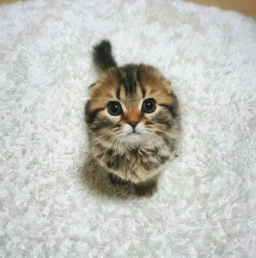 кошка животное млекопитающее