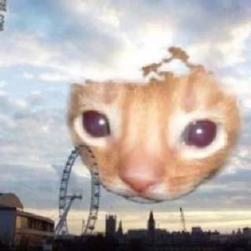 небо животное кошка