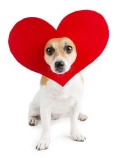 животное порода собак домашнее животное