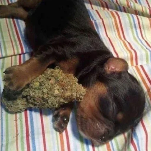 pet dog breed mammal