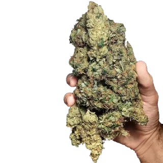 Sticker @rasta_memes - 2