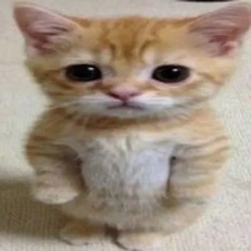 Создай свои стикеры - @sozdsti_bot - 