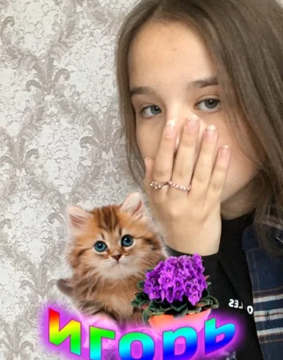 person small to medium-sized cats kitten