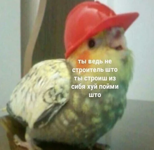 животное птица клюв