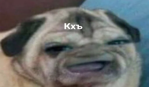 животное млекопитающее собака