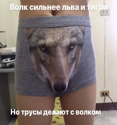 собака животное млекопитающее