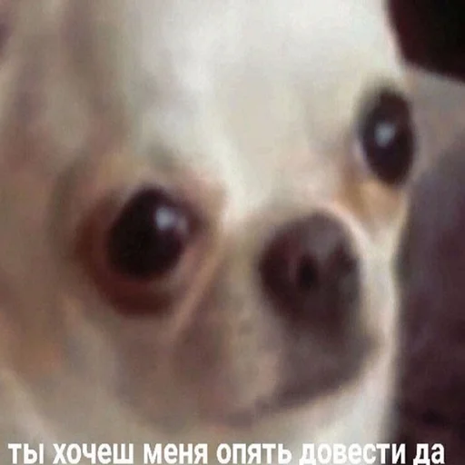 млекопитающее животное домашнее животное