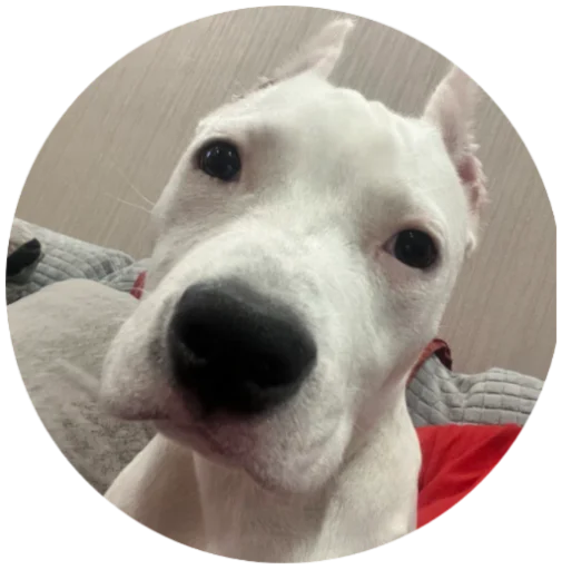 Стикер akirakosyak - 1