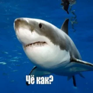 Sticker акулыч - 8