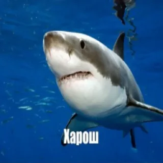 Sticker акулыч - 10