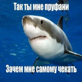 Sticker акулыч - 3
