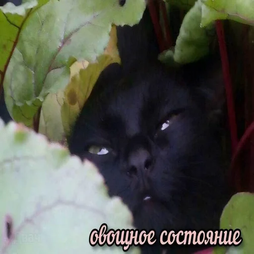 Sticker albertvictory3 - 1