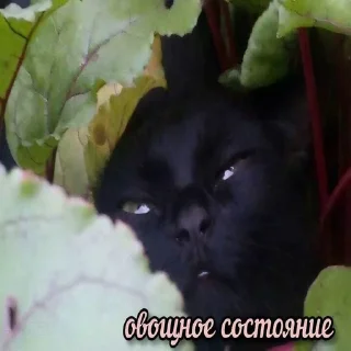 Стикер @albertvictory - 3