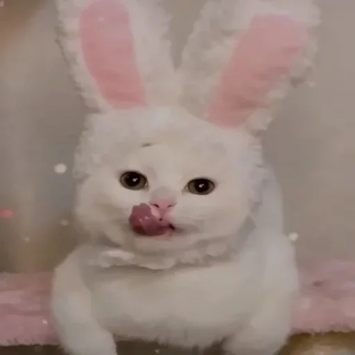 rabbits and hares bunny toy