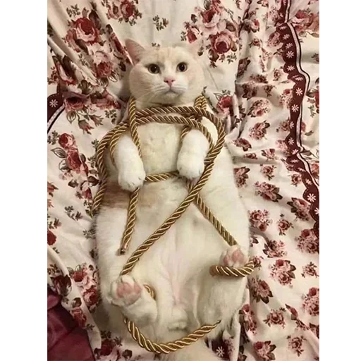 small to medium-sized cats felidae domestic cat