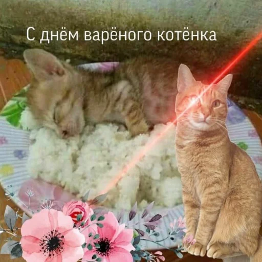 domestic cat cat small to medium-sized cats