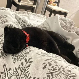 Sticker Алестер - 9