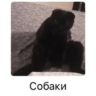 Sticker Алестер - 0