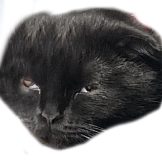 Sticker Алестер - 11