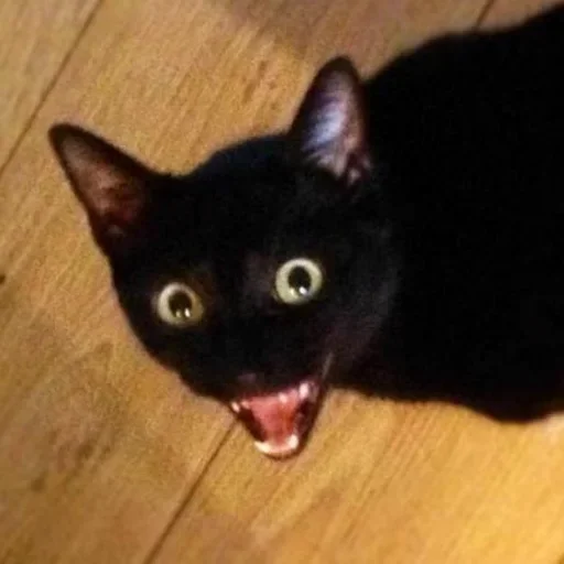 животное млекопитающее кошки малого и среднего размера