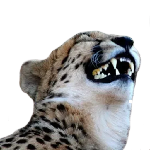 animal mammal big cats